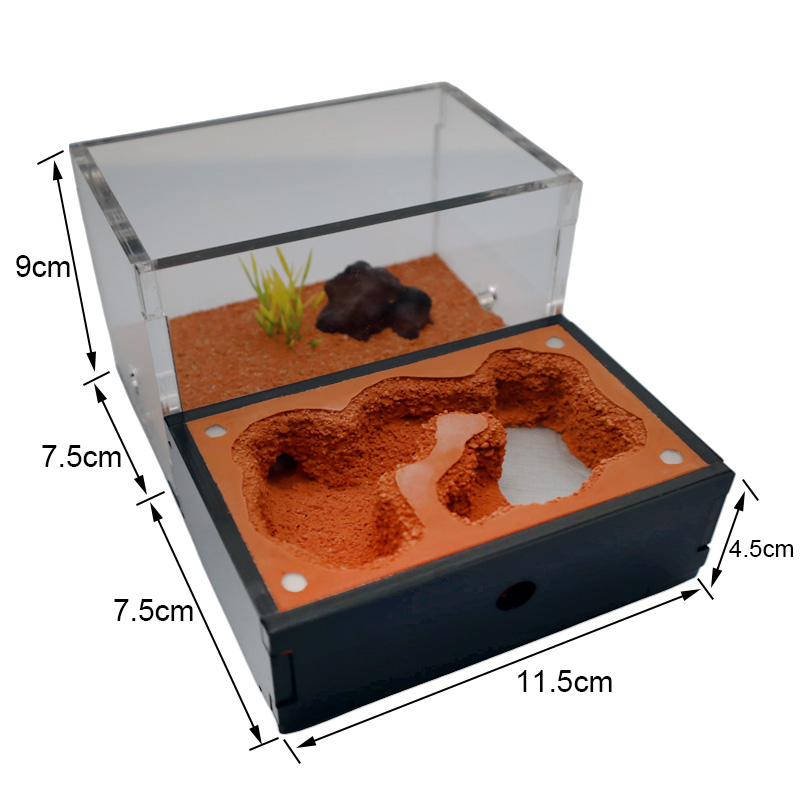 Yellow Soil Ant Farm with Exte - огляд і ціна Begonia Rex